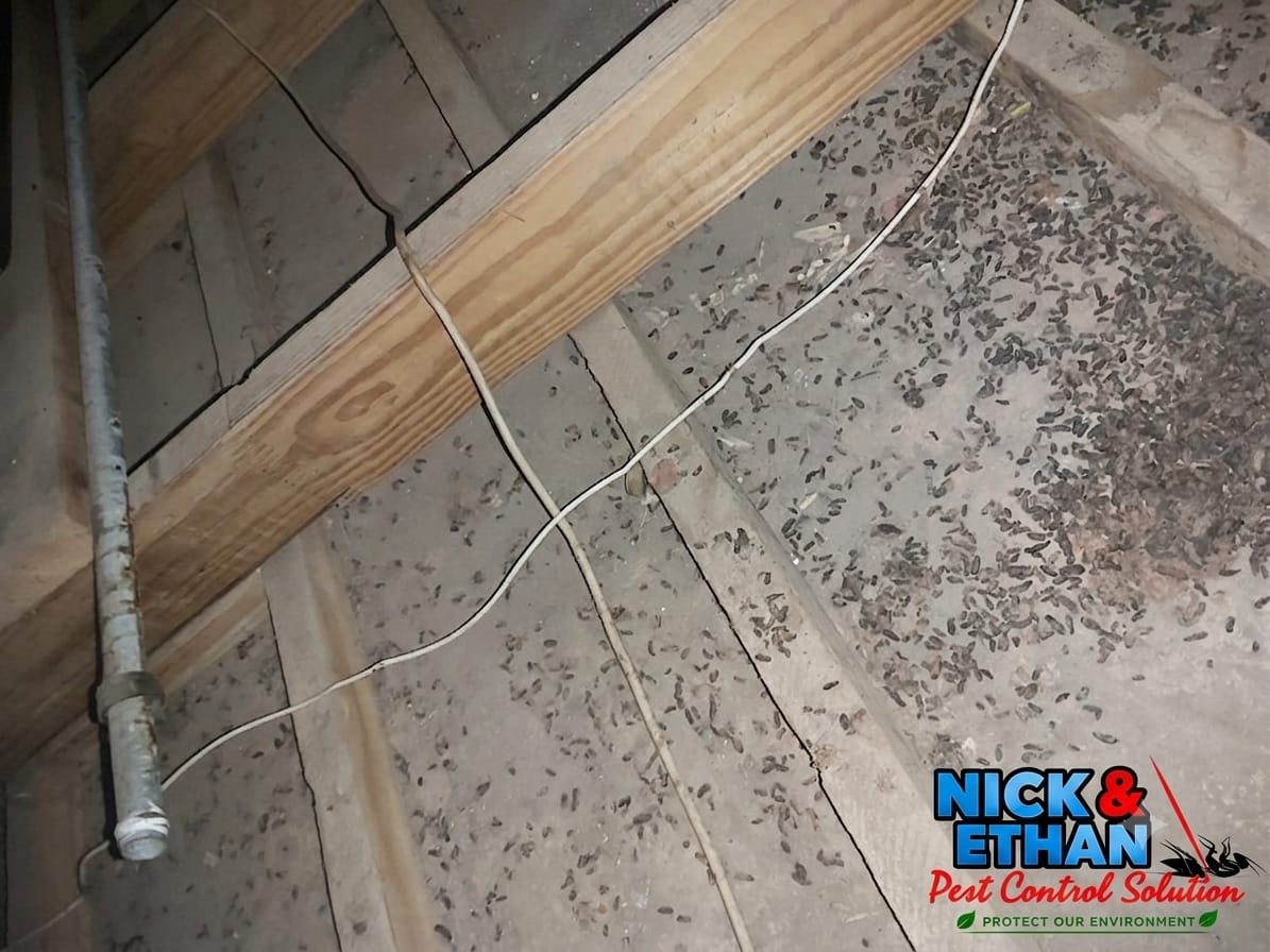 Rodent infestation evidence